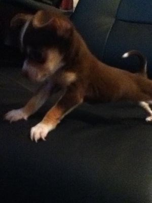 Dog profile photo