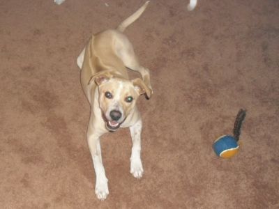 Dog profile photo