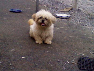 Dog profile photo