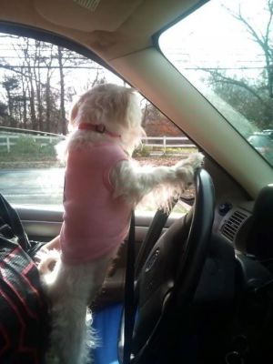Dog profile photo