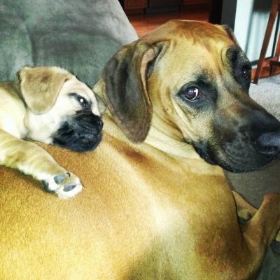 Dog profile photo