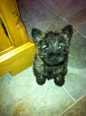 Dog profile photo