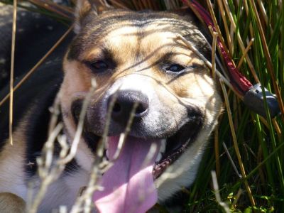 Dog profile photo