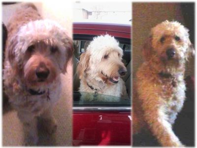 Dog profile photo