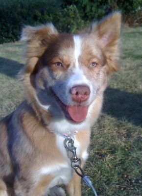 Dog profile photo