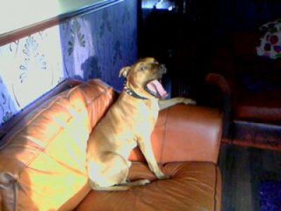 Dog profile photo