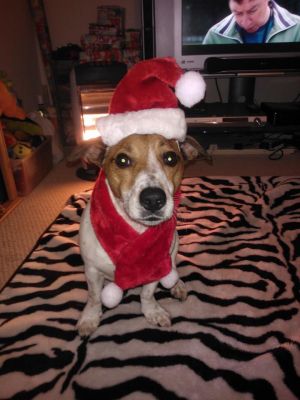 Dog profile photo
