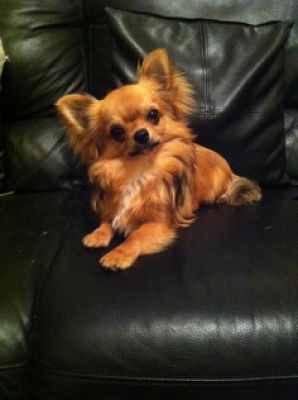 Dog profile photo