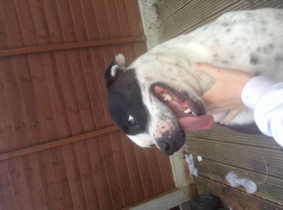 Dog profile photo