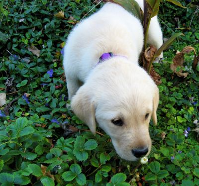 Dog profile photo
