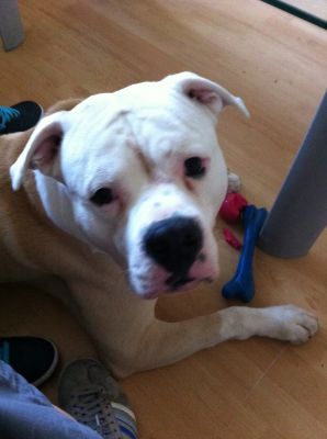 Dog profile photo