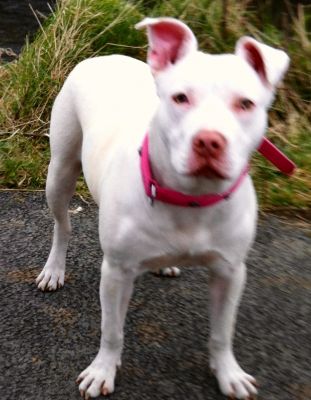 Dog profile photo