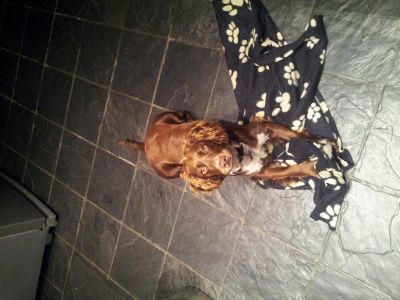 Dog profile photo