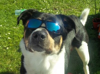 Dog profile photo