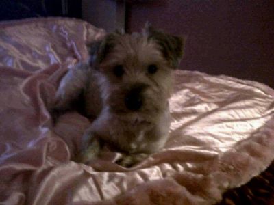 Dog profile photo