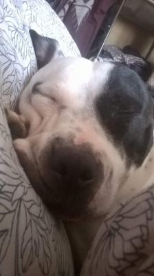Dog profile photo