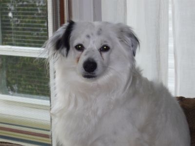 Dog profile photo