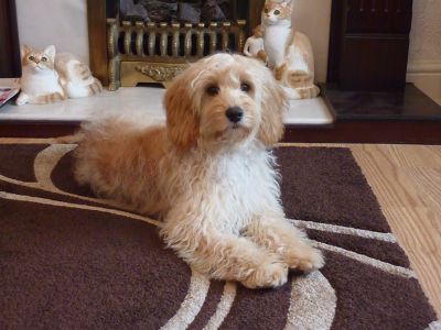 Dog profile photo