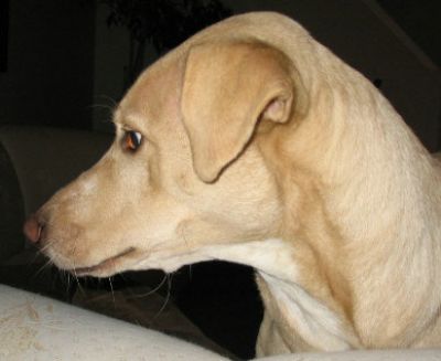 Dog profile photo