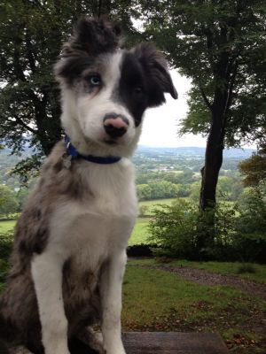 Dog profile photo
