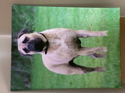 Dog profile photo