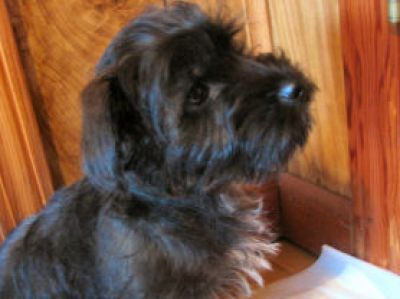 Dog profile photo