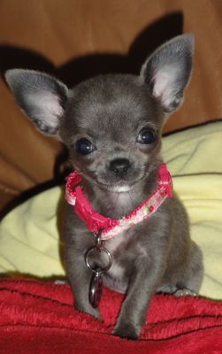 Dog profile photo