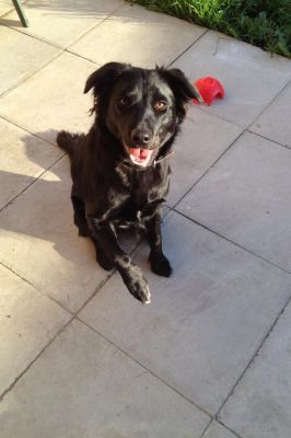 Dog profile photo