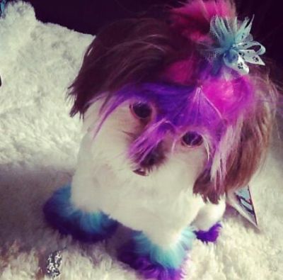 Dog profile photo