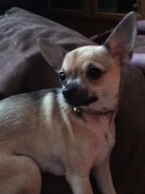 Dog profile photo