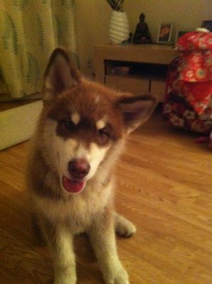 Dog profile photo