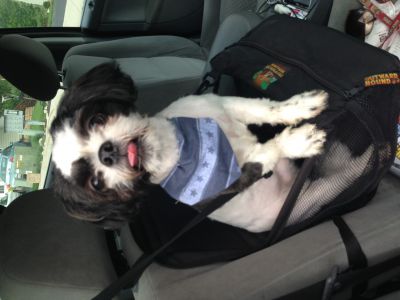 Dog profile photo