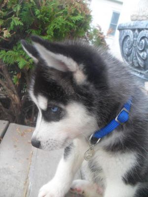 Dog profile photo