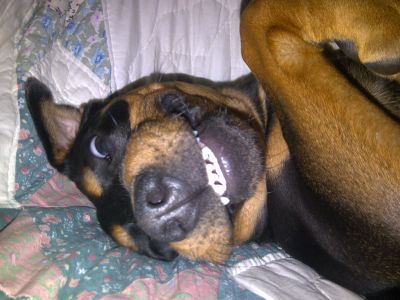 Dog profile photo