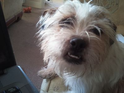 Dog profile photo