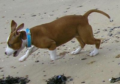 Dog profile photo
