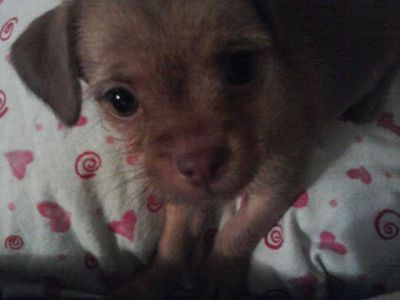 Dog profile photo