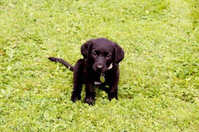 Dog profile photo