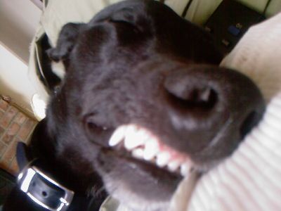Dog profile photo