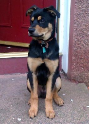 Dog profile photo