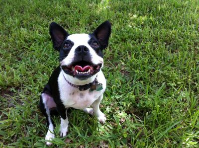 Dog profile photo