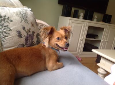 Dog profile photo