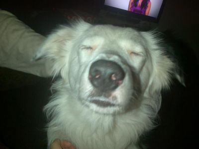Dog profile photo