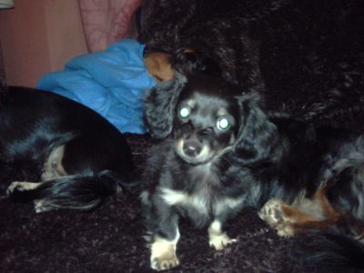 Dog profile photo