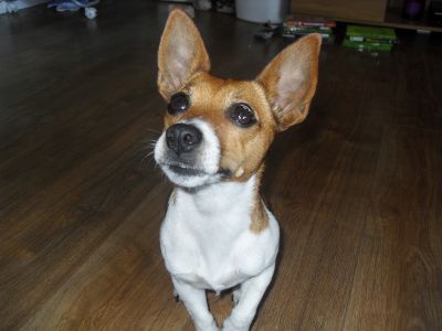 Dog profile photo