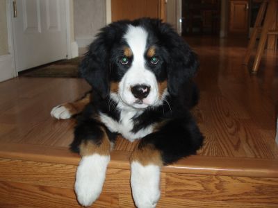 Dog profile photo