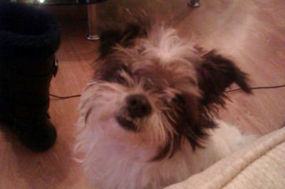 Dog profile photo
