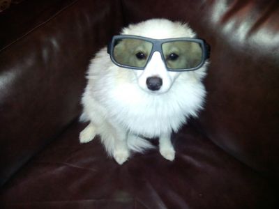 Dog profile photo