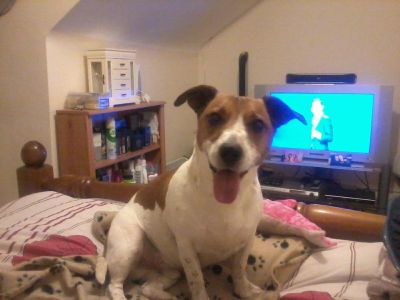 Dog profile photo