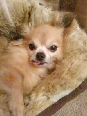 Dog profile photo